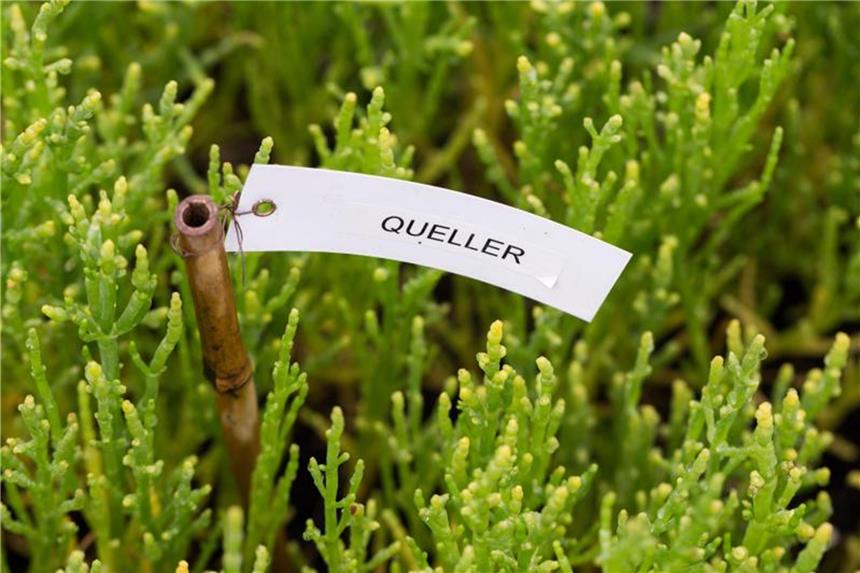Spargel und Fenchel aus dem Meer Die Pflanze Queller - auch Salicornia oder Meeresspargel genannt - in einem Gewächshaus im Ökowerk Emden. Foto: Mohssen Assanimoghaddam