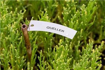 Die Pflanze Queller - auch Salicornia oder Meeresspargel genannt - in einem Gewächshaus im Ökowerk Emden. Foto: Mohssen Assanimoghaddam