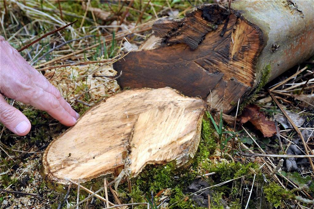 Nachbarschaftsstreit eskaliert: Als Arne Siegel nach Hause kam, war die Esche im Garten gefällt Die Polizei nahm eine Anzeige auf: Einfach abgesägt hat der Nachbar die Esche im Garten von Arne Siegel am Ostpreußenweg.
