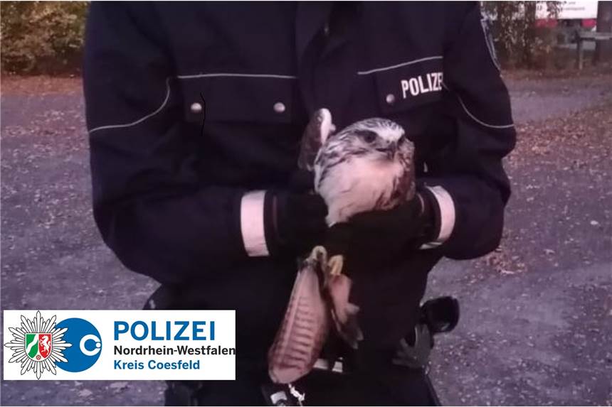 Polizei rettet verletzten Bussard Die Polizei sammelte am Mittwoch den verletzten Bussard ein.