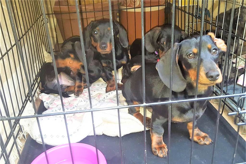 Dortmunder Dackel-Drama spitzt sich zu: Erste Welpen sind gestorben Die polizeilichen Ermittlungen zum Hintergrund des Hundetransports dauern an.