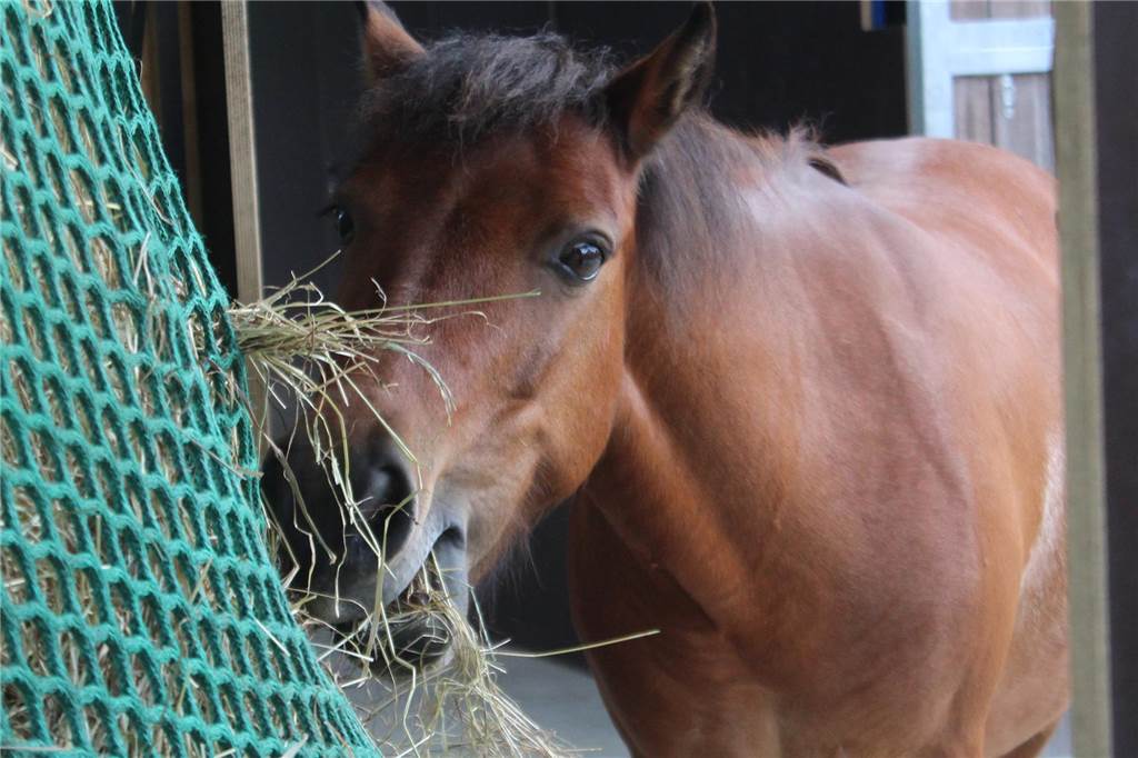 Hippolini-Konzept: Mandy Berntzen versteht die Sprache der Ponys Die Ponys mampfen genüsslich ihr Heu.