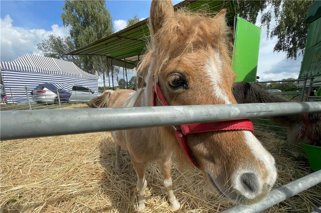 Schausteller vom Düstermühlenmarkt: Kirmes, Krammarkt und Viehmarkt Die Ponys von Udo Koch sind schnell zutraulich und sehr neugierig, wenn man sich vor das Gehege kniet
