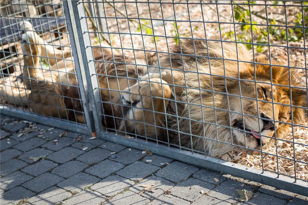 Möglicherweise Löwin entlaufen: Polizei sucht in Berlin nach Raubtier Löwe im Käfig
