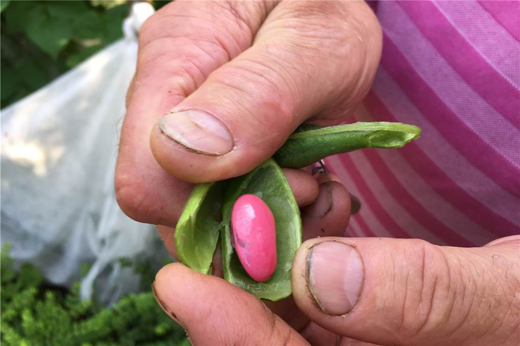 Wie eine schwarz-gelbe Tomate in die Fernsehküche von Björn Freitag kam Die Prunkbohne: Die unreife Frucht kommt in Pink daher, die Blüten in Orange.