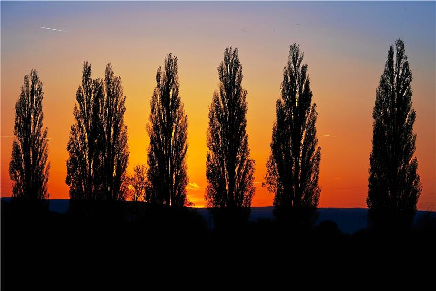 Die Pappel hat kaum noch eine Chance Die Pyramidenpappel. Schön und früher sehr beliebt. Heute gehört der Baum für Städte nicht mehr zu den favorisierten Arten.
