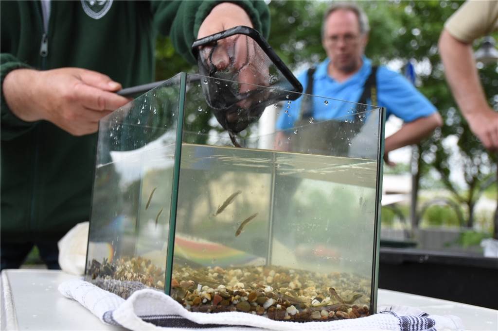 Nach großem Fischsterben durch Gülle-Unfall: Endlich wieder Leben in der Horne Die Quappen wurden nach und nach an das Wasser der Horne gewöhnt.