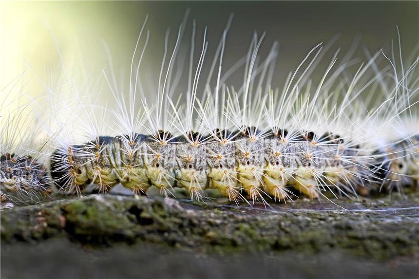 Gefahr durch giftige Raupen besteht weiterhin Die Raupen bilden Härchen aus, die zu allergischen Reaktionen führen können.