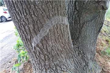 Die Raupen des Eichenprozessionsspinners wandern an einer der befallenen Eichen an der Bachstraße herunter.