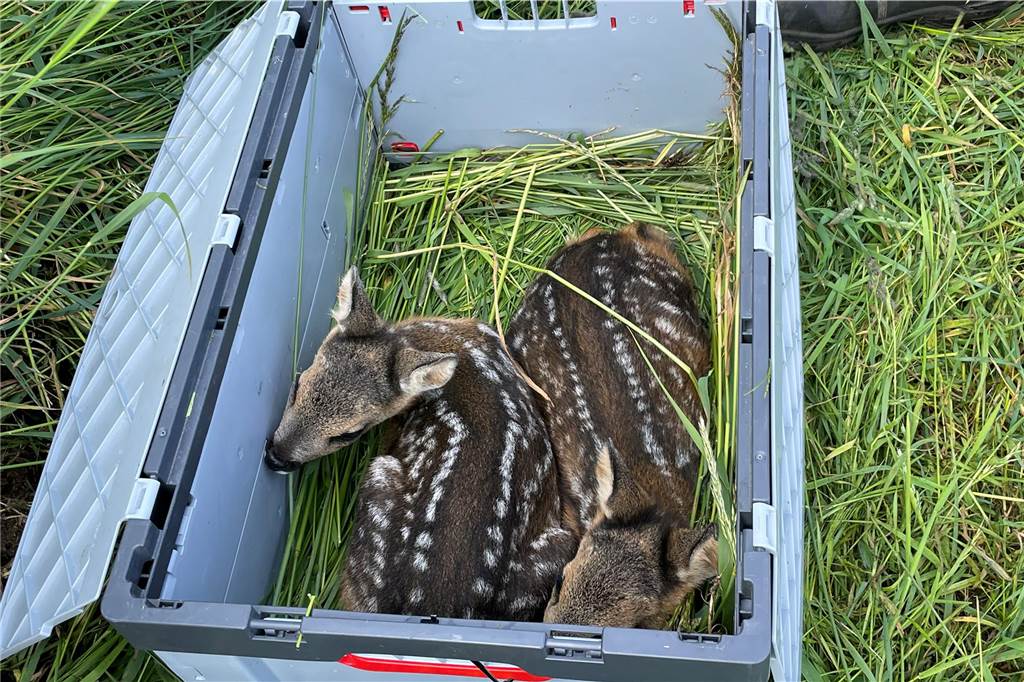 Wiesen-Mahd: Landwirte in Dorsten retten Rehkitze vor dem Tod Die Rehkitze kommen in eine solche Box, bevor sie wieder ausgesetzt werden.