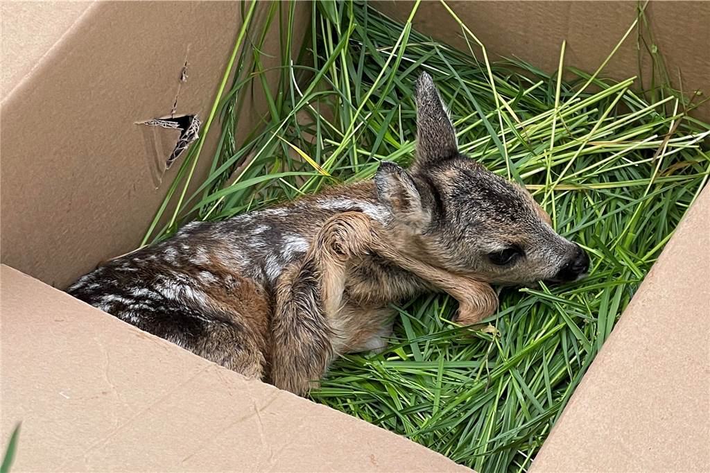 Im Video: Wärmebild-Drohne rettet vier Rehkitze vor dem sicheren Tod Die Rehkitze wurden in Kartons gelegt.