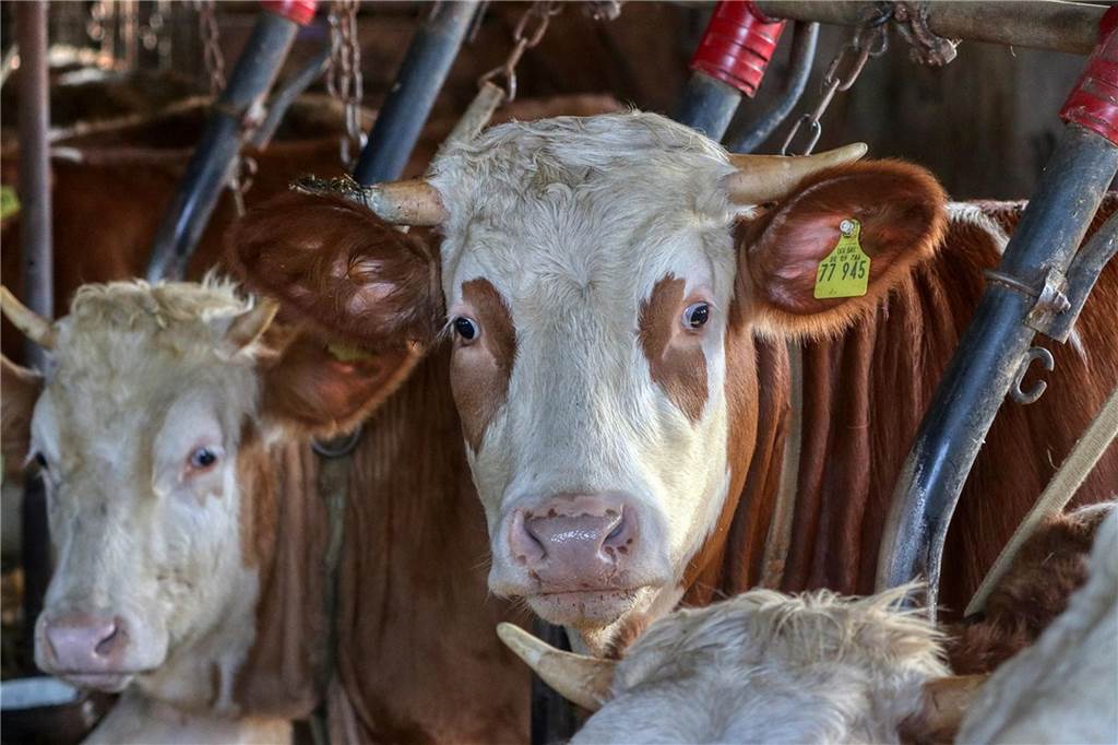 Tierquälerei: Rinder am Antoniusheim geschlagen und getreten Symbolbild eines Rindes