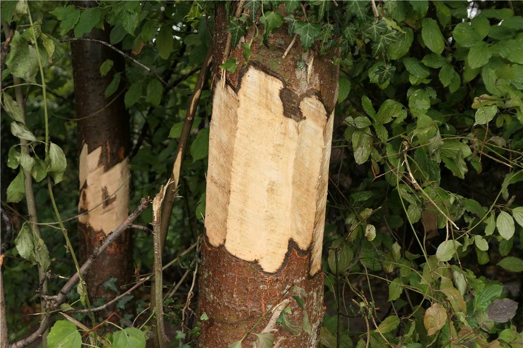 Bäume am Ölbach angeschnitten: Vandalismus oder Schutz der Natur? Die Ringelung hatte zur Folge, dass die Bäume mit unschönen Mustern versehen wurden.
