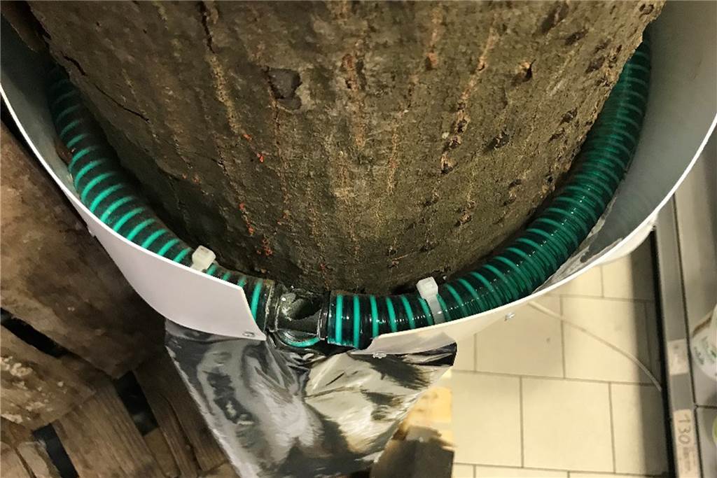 Saison beginnt: Stadt Haltern hängt Fallen für Gift-Raupen auf Die Ringfallen sollen die Raupen auffangen und in einen Beutel lotsen, wo sie mithilfe von Hitze und einem Gesteinsmehl zersetzt werden.