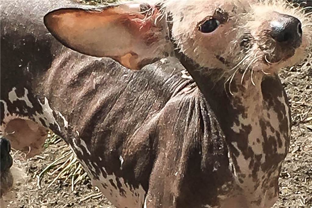 13 Hunde auf 6 Quadratmetern eingesperrt - trotzdem darf Körnerin Rudel behalten Die Rippen sind bei diesem Nackthund durch die Haut hindurch zu sehen.