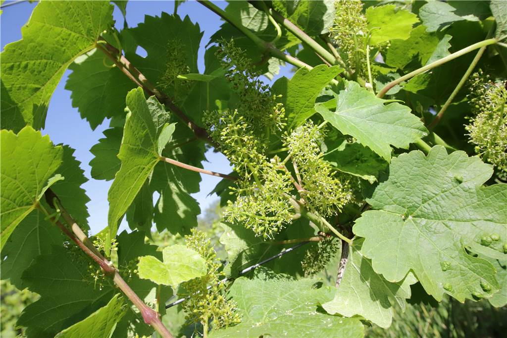 Die Rispen an den Weinstöcken - Fachleute sprechen auch vom "Geschein" - stehen nun um Juni in voller Blüte.