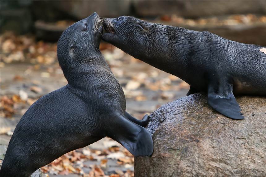 Publikums-Lieblinge im Zoo Dortmund sind jetzt an anderer Stelle zu finden Die Robben im Dortmunder Zoo sind umgezogen. (Archivbild)