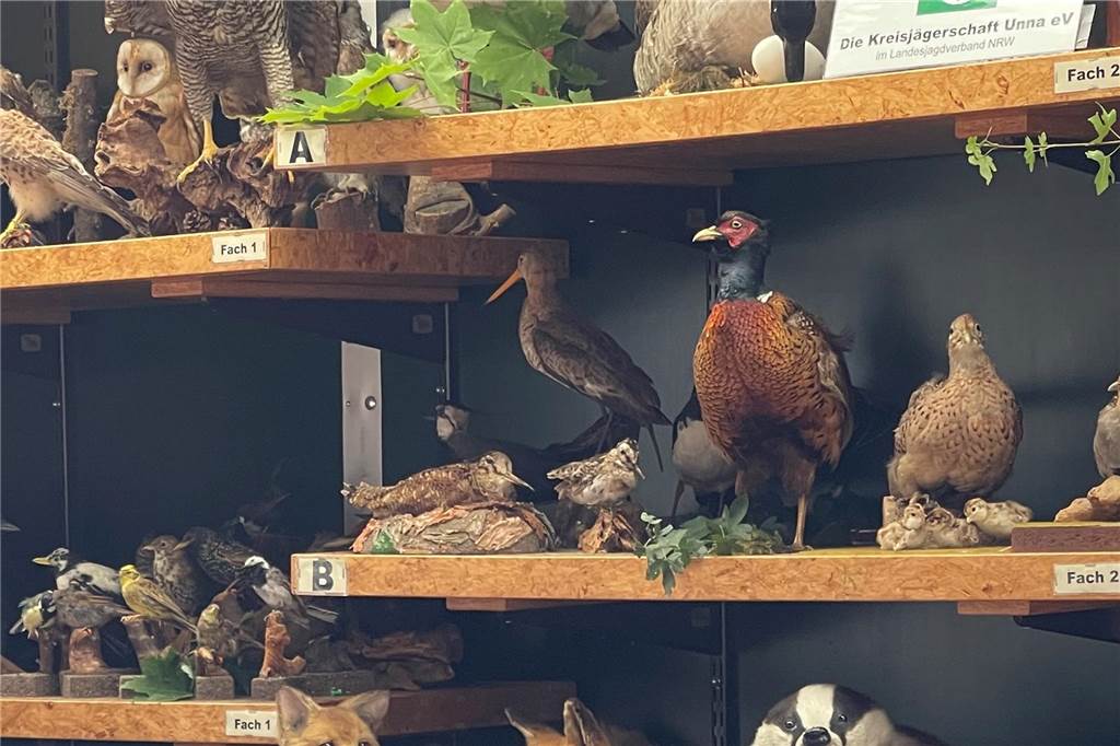 Die rollende Waldschule aus Unna bringt lebensechte Präparate mit.