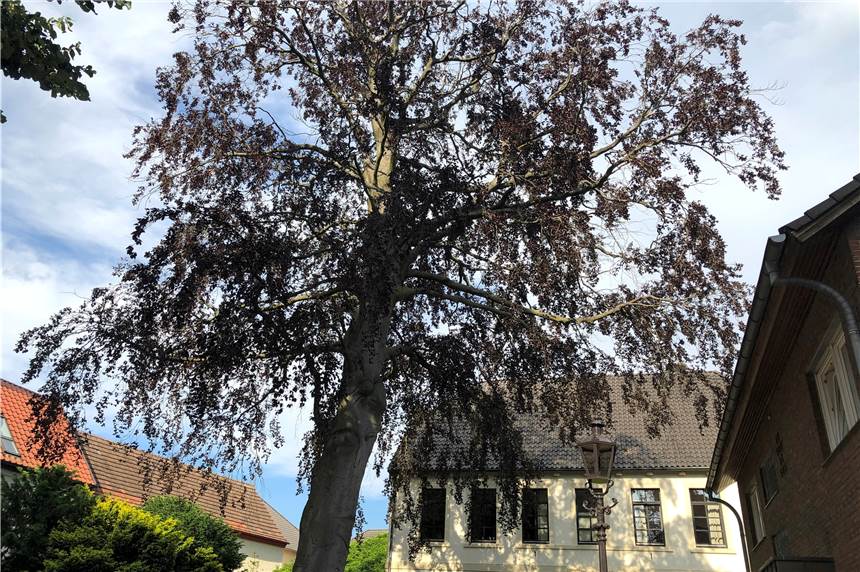 Rotbuche im Pfarrgarten wird gefällt - Sperrungen an der Sixtuskirche Die Rotbuche im Pfarrgarten im Vorgarten des Sixtus-Pfarrhauses ist nicht zu retten.