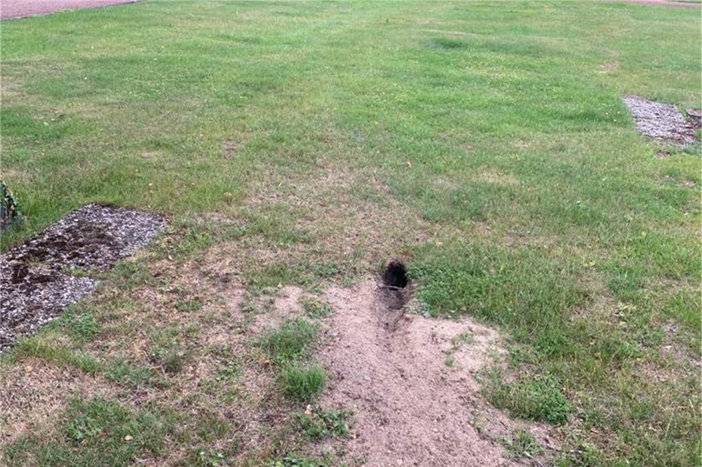 Verwüstung auf Friedhof Capelle - Gemeinde Nordkirchen greift durch Die Schäden durch die Wildkaninchen sind unübersehbar.