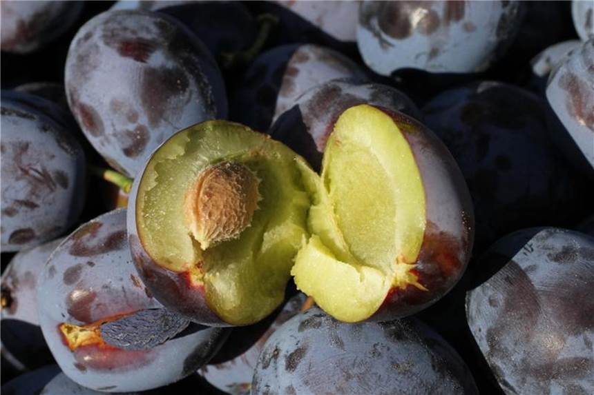 Weiße Schicht hält Zwetschgen frisch Die Schale von Zwetschgen ist von einem weißen Film überzogen. Diese Schicht sollte man erst kurz vor dem Essen abwaschen. Foto: Nestor Bachmann