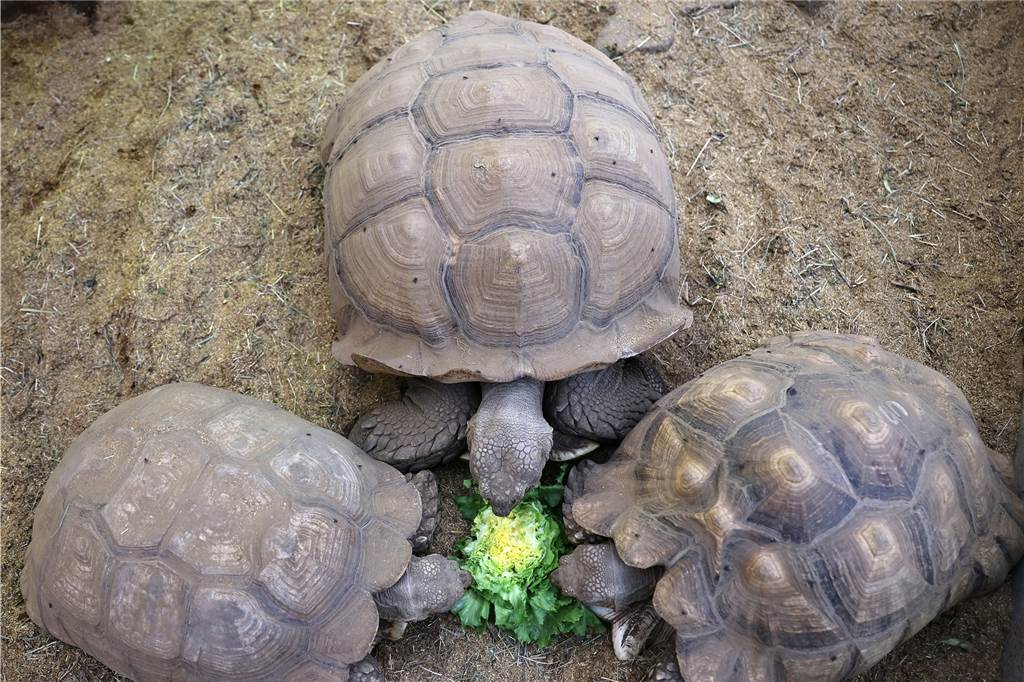 Geerbte Pinguine und Wildschweine im Wohnzimmer: Lustige Tiermeldungen aus NRW in 2022 Die Schildkröte «Helmuth» (M) frisst im Schildkrötenhaus mit anderen Tieren Salat.