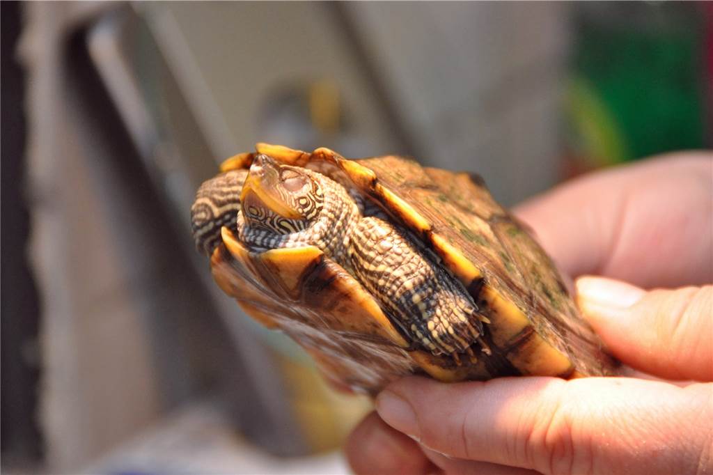 Schildkrötenauffangstation hat neue Räumlichkeiten gefunden Jemand hält eine Schildkröte in der Hand.