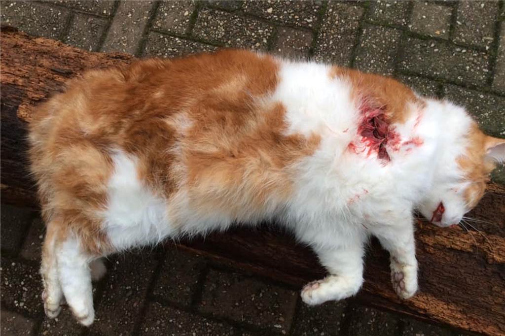 Familienkater Pumuckl wurde auf Privatgelände in Legden erschossen Die Schussverletzung an der rechten Schulter ist gut zu erkennen.