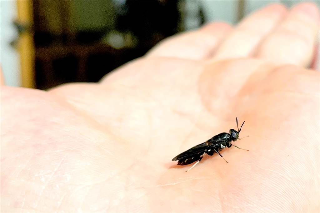 Eine Schwarze Soldatenfliege sitzt auf einer Hand. Die Tiere sind ungefähr so groß wie Wespen und stammen aus Südamerika. Außerhalb der beheizten Hallen haben sie in Mitteleuropa keine Überlebenschancen. 