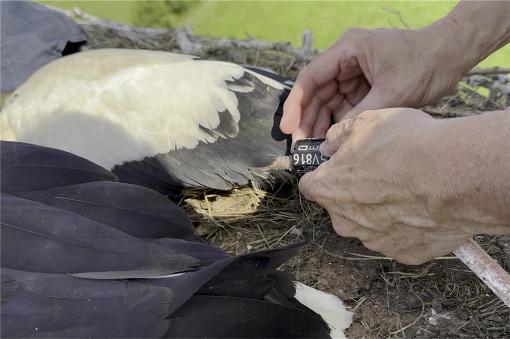 Jungstörche in Schwieringhausen beringt: Informationen über Flugrouten Ornithologe Michael Jöbges beim Anlegen eines Registrierungsrings an einem Storch in Dortmund-Schwieringhausen.