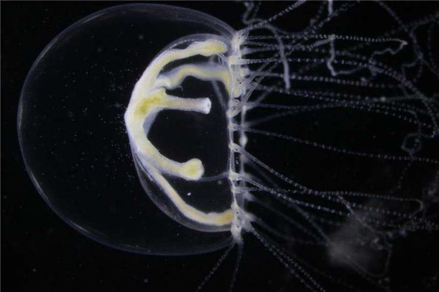Neue Quallenart breitet sich in der Ostsee aus Die Schwarzmeer-Qualle (Blackfordia virginica) wurde im August nahe der Insel Hiddensee in größeren Mengen entdeckt. Foto: Dr. Sven Dahlke/Biologische Station Hiddensee