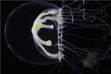 Die Schwarzmeer-Qualle (Blackfordia virginica) wurde im August nahe der Insel Hiddensee in größeren Mengen entdeckt. Foto: Dr. Sven Dahlke/Biologische Station Hiddensee