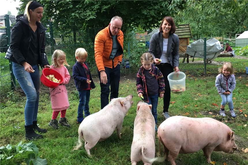 Horst, Hillary und Rosa wohnen jetzt in der Kita - Dort leben sie jetzt artgerecht Die Schweine Horst, Hillary und Rosa sind in der Kita Ökoinsel eingezogen.