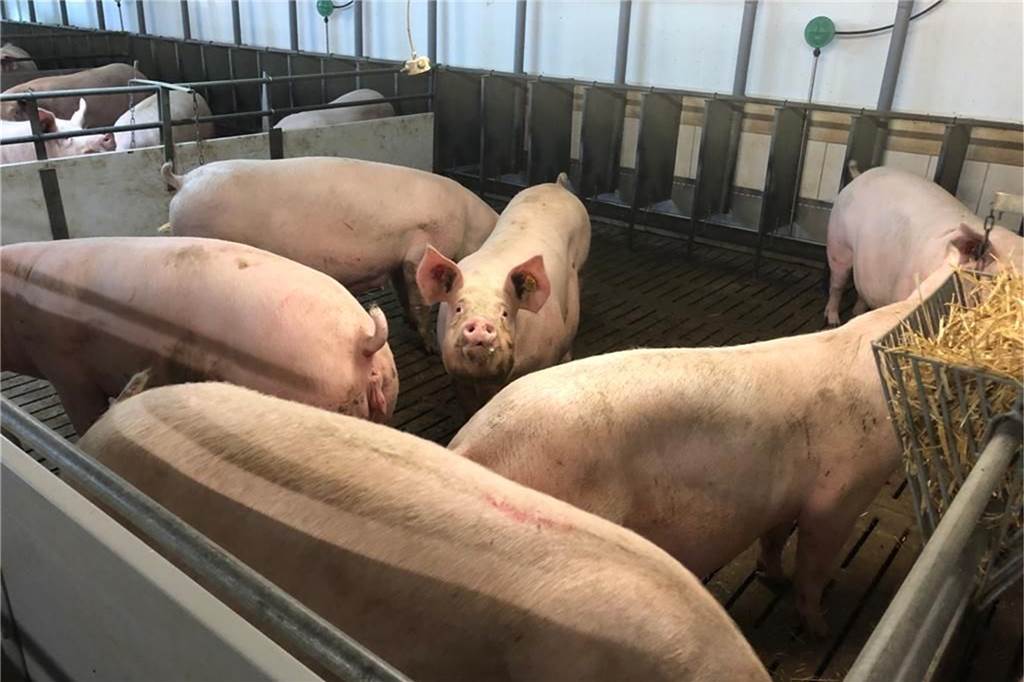 Landwirt aus Herbern: „Ich habe auch Schweine zu Mecke gebracht - allerdings gesunde“ Die Schweine in dem Stall von Tobias Großerichter haben nach eigenen Angaben 10 Prozent mehr Platz als gesetzlich vorgeschrieben - nämlich 2,27 Quadratmeter pro Sau.