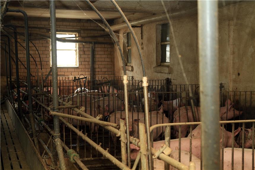 So wird aus dem Schwein eine Grillwurst Die Schweine leben in Kleingruppen zusammen.