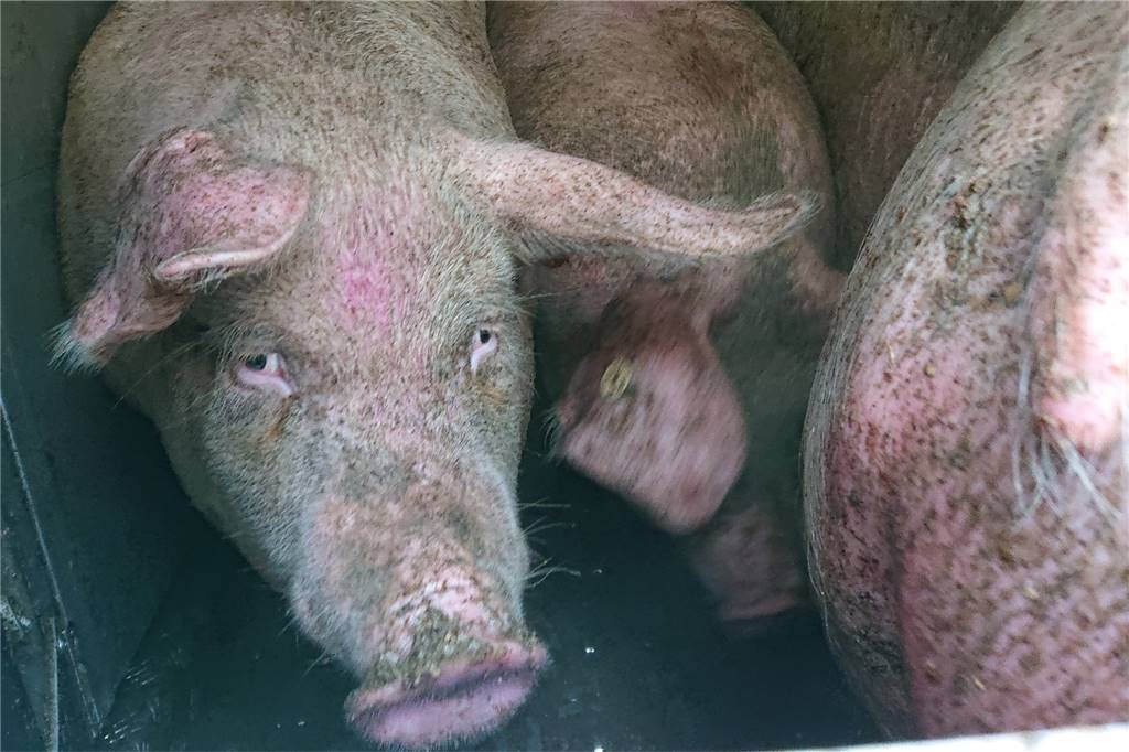Unfall mit 100 Schweinen auf der Autobahn: Feuerwehrmann verletzt sich bei der Rettungsaktion Die Schweine werden zurück zum Viehhandelsbetrieb gebracht. Dort sollen sie auf einen Ersatztransporter verladen werden.