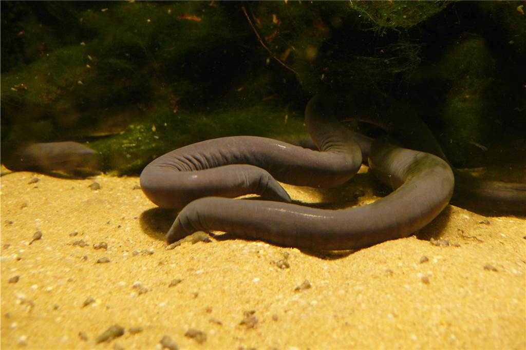 Dortmunder Zoo: Das sind die fünf coolsten Tiere im Amazonashaus Die Schwimmwühlen sehen aus wie zu groß geratene Regenwürmer.