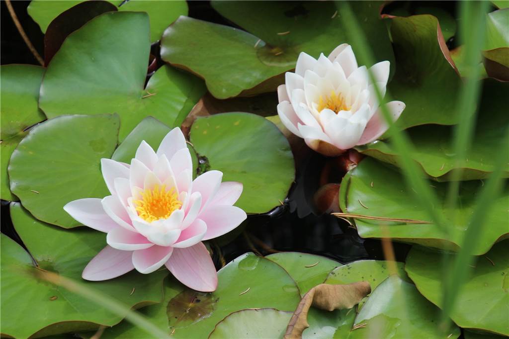 Gartenserie: Bei den Nowaks in Selm wird der Garten zum Heimathafen Die Seerosen stehen gerade in voller Blüte.