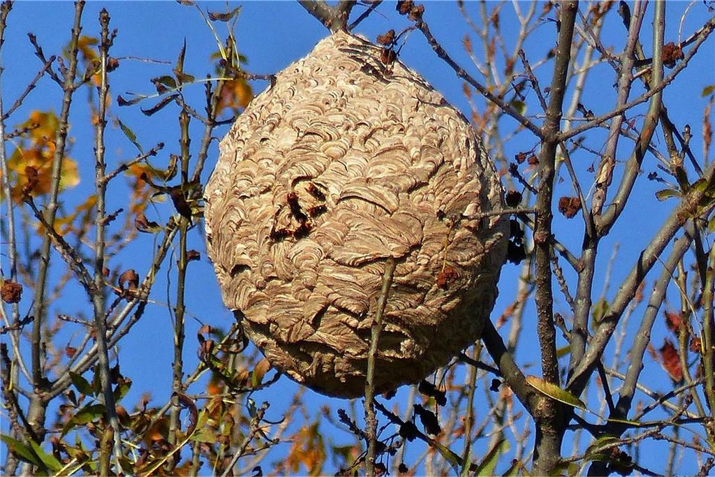 Raesfelder Imker in Sorge: Wo nistet die Asiatische Hornisse? Nest der Asiatischen Hornisse
