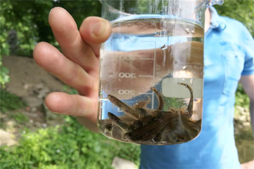 Die Setzlinge haben anfangs eine Größe von drei bis fünf Zentimetern.