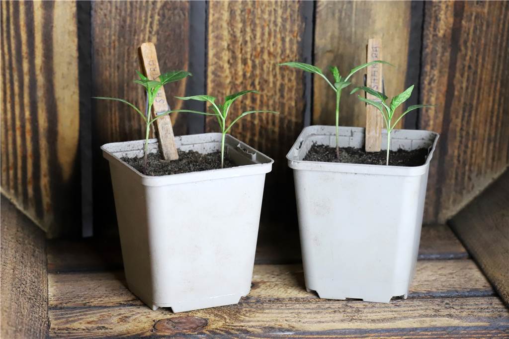 Fall fürs Nematoden-Team: Trauermücken bekommen von mir die rote Karte Die Shakiras, die Chilis, haben mittlerweile schon eine ordentliche Größe. Trauermücken aber, oder besser ihre Larven, bedrohen die zarten Pflänzchen.