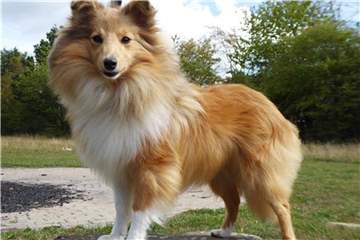 Die Sheltie-Hündin Kessy Kuschelmaus ist gerne in der Natur.