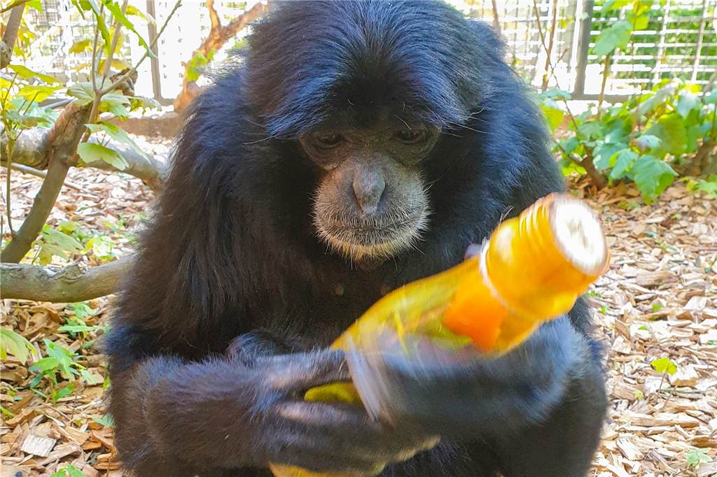 Besucher vermisst – Dortmunder Zoobewohner sind tierisch allein Die Siamang-Äffin Gilette versucht es mit Trennung auf Zeit