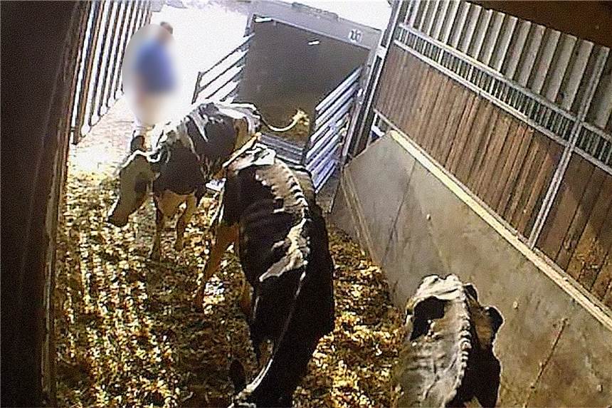 Die Soko Tierschutz brachte den Stein ins Rollen. Seitdem kommen immer mehr Details über das brutale Vorgehen gegenüber Tieren in der Mecke-Viehsammelstelle ans Tageslicht. Wir bringen eine Chronologie.