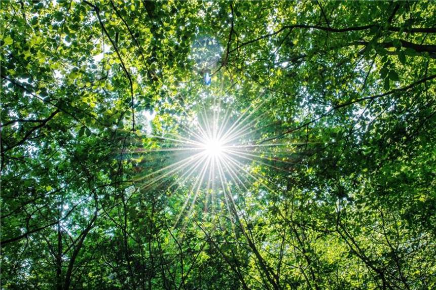 Riskante Hitze: Wenn Bäume plötzlich Äste verlieren Die Sonne scheint in einem Wald. Bäume verlieren bei großer Hitze häufig plötzlich Äste. Foto: Guido Kirchner