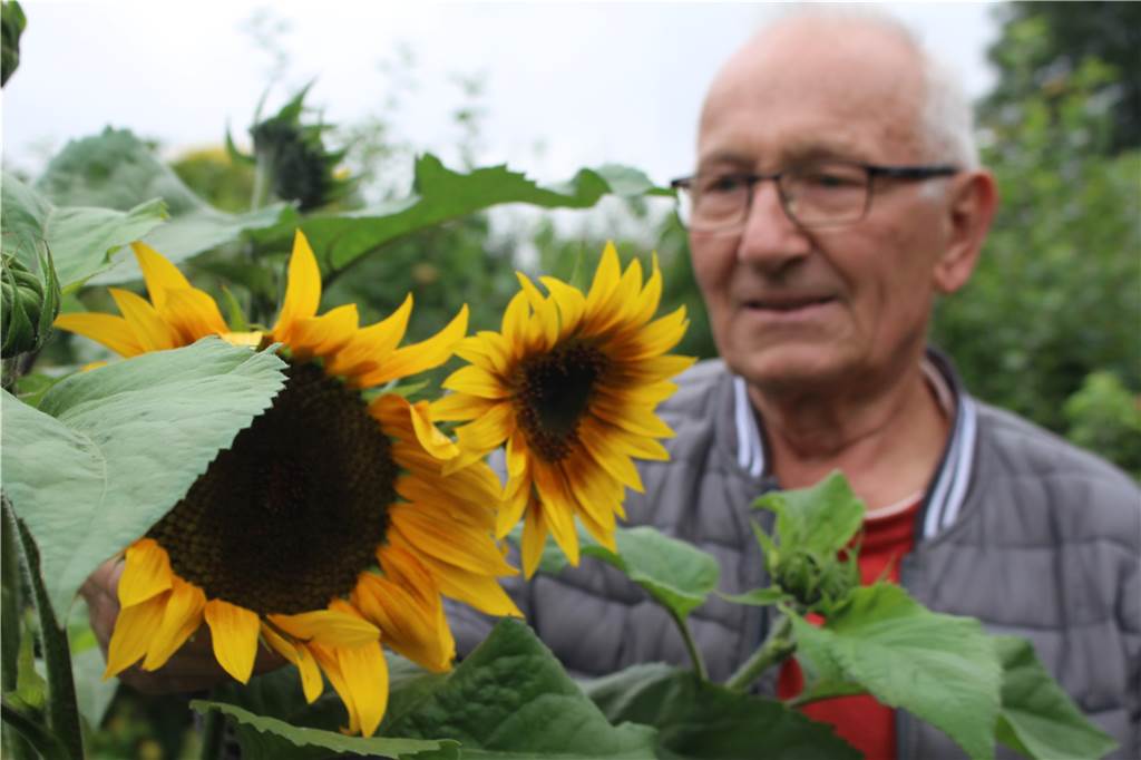 Walter Stenzel baut im Garten Kartoffeln und Chilis an – „die sind tödlich“ Die Sonnenblumen stammen aus dem Vogelfutter. Vögel müssen die Samen verloren haben. Walter Stenzel hat die Blumen einfach stehen gelassen.