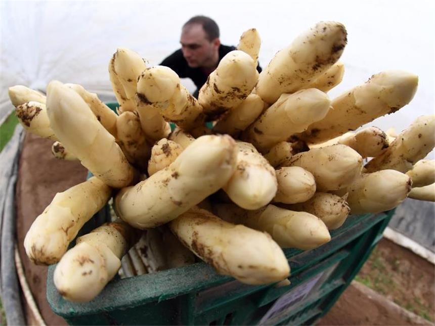 Rekordernte beim Spargel Die Spargelsaison startete in diesem Jahr wegen frühlingshafter Temperaturen im März früher. Foto: Uli Deck
