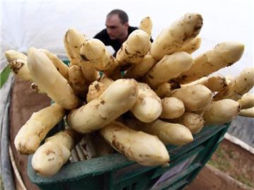 Die Spargelsaison startete in diesem Jahr wegen frühlingshafter Temperaturen im März früher. Foto: Uli Deck
