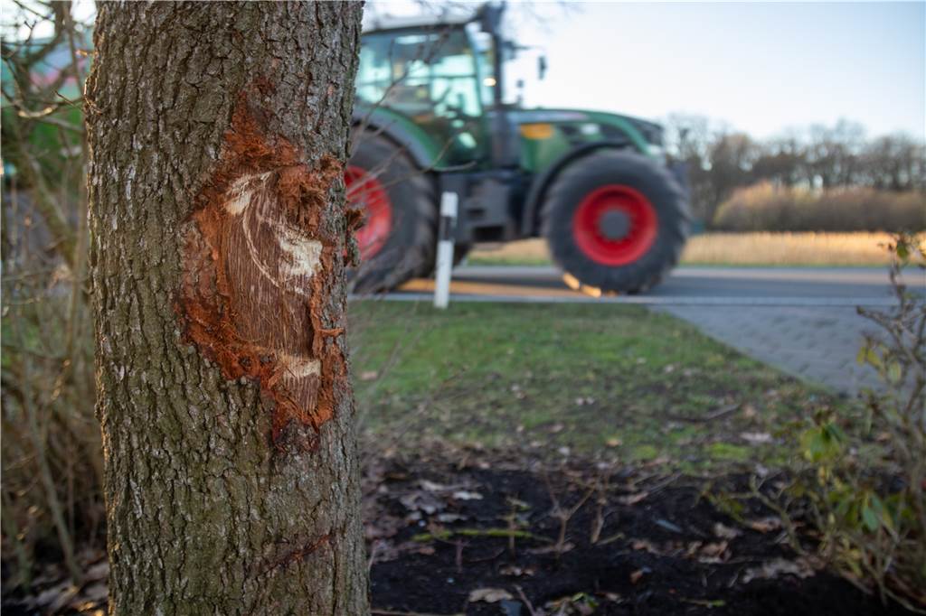 Wilde Verfolgungsjagd: Polizeifahrzeug prallt gegen zwei Bäume Die Spuren an der Eiche, in die das Polizeifahrzeug krachte, sind noch deutlich zu erkennen.