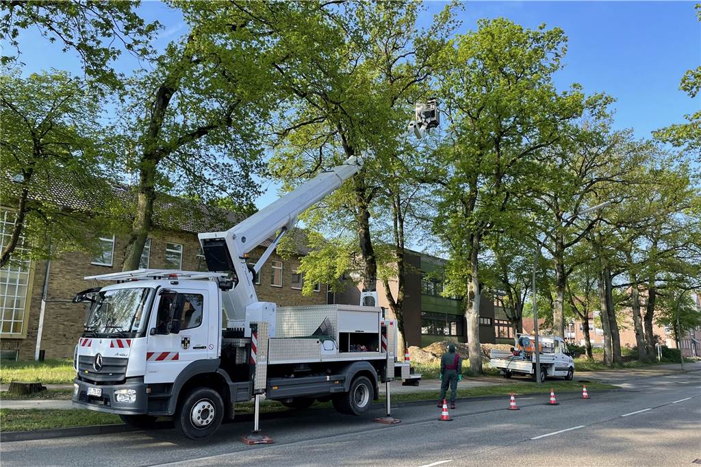 Baumsachverständiger warnt vor Biozid: „Es vernichtet alles Leben“ Die Stadt bekämpft die EPS-Raupen mit dem Einsatz von Bioziden an befallenen Bäumen.